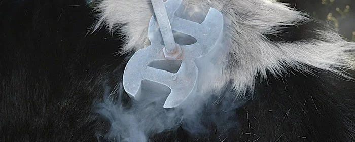 Freeze Branding